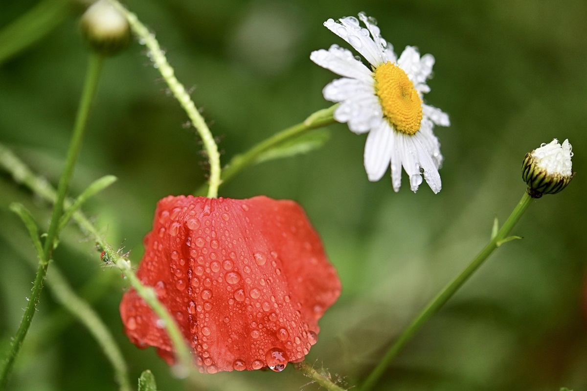 Новини України - Вихідні в Україні будуть прохолодними з дощами та грозами