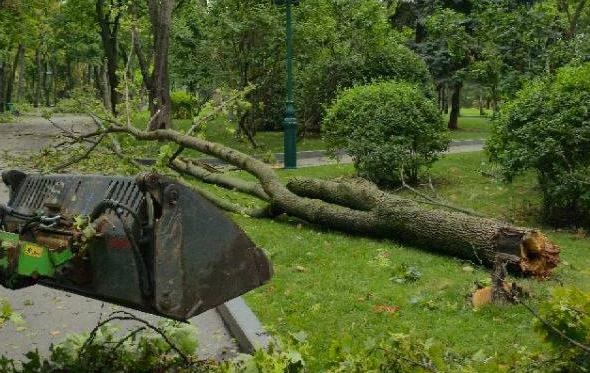 Новини України - У Харкові вітер повалив майже 450 дерев - мер